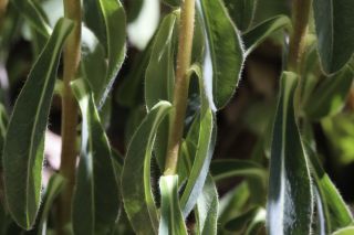 Euphorbia clementei subsp. villosa (Faure & Maire) Vicens, Molero & C.Blanché [3/7]