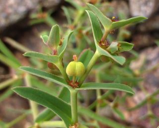 Euphorbia dracunculoides Lam. subsp. inconspicua (Ball) Maire [2/3]