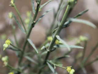 Euphorbia guyoniana Boissier et Reuter [3/13]