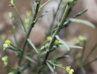 Euphorbia guyoniana Boissier et Reuter [4/12]
