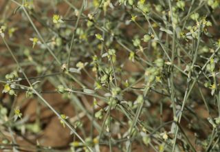 Euphorbia guyoniana Boissier et Reuter [4/13]