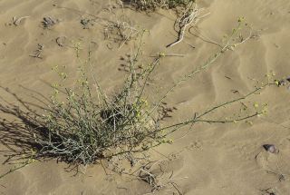 Euphorbia guyoniana Boissier et Reuter [5/13]