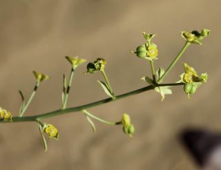 Euphorbia guyoniana Boissier et Reuter [7/12]