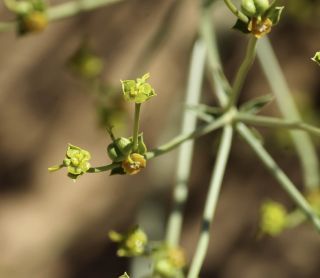 Euphorbia guyoniana Boissier et Reuter [7/13]