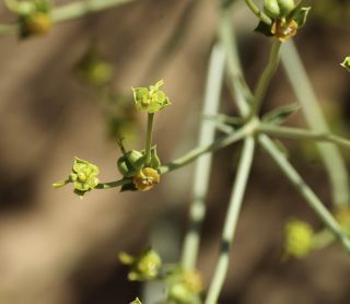 Euphorbia guyoniana Boissier et Reuter [8/12]