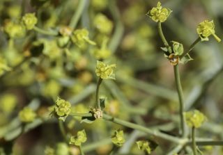 Euphorbia guyoniana Boissier et Reuter [8/13]