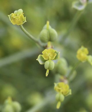Euphorbia guyoniana Boissier et Reuter [2/12]