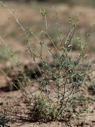 Euphorbia guyoniana Boissier et Reuter [11/12]