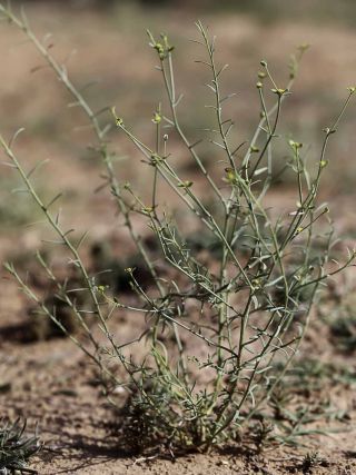 Euphorbia guyoniana Boissier et Reuter [10/13]