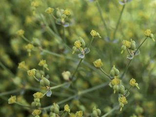 Euphorbia guyoniana Boissier et Reuter [11/13]