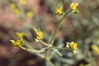 Euphorbia guyoniana Boissier et Reuter [13/13]