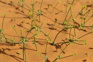 Euphorbia guyoniana Boissier et Reuter [16/16]