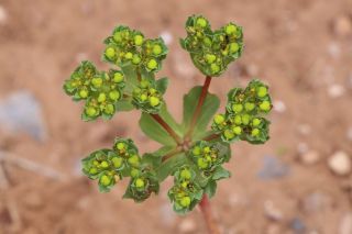 Euphorbia helioscopia L. [3/5]