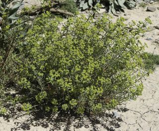 Euphorbia megalatlantica Ball [4/6]