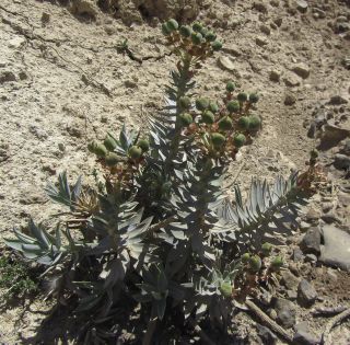 Euphorbia nicaeensis All. [3/11]