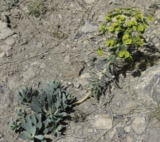 Euphorbia nicaeensis All. [4/11]