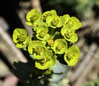 Euphorbia nicaeensis All. [8/11]