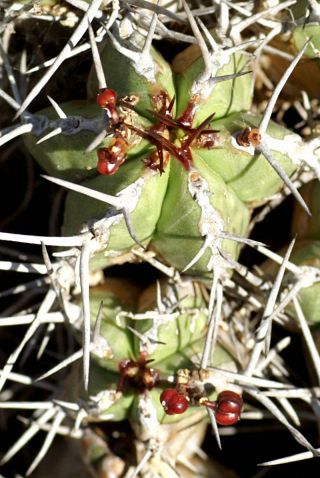 Euphorbia officinarum L. subsp. echinus (Hooker fil. & Cosson) Vindt [6/16]
