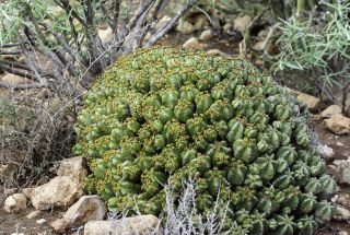 Euphorbia officinarum L. subsp. echinus (Hooker fil. & Cosson) Vindt [7/16]