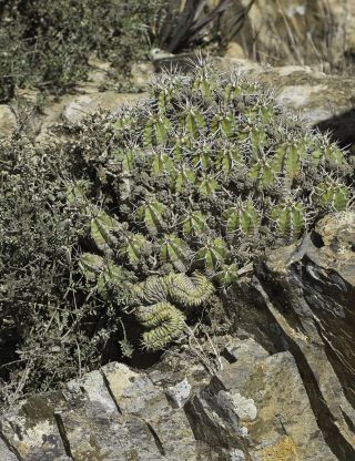 Euphorbia officinarum L. subsp. echinus (Hooker fil. & Cosson) Vindt [14/16]