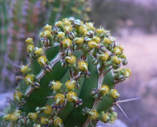 Euphorbia officinarum L. subsp. officinarum [2/11]