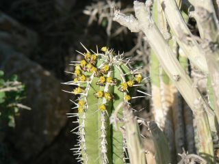Euphorbia officinarum L. subsp. officinarum [1/11]