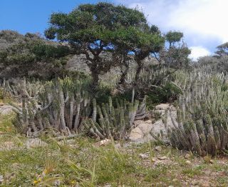 Euphorbia officinarum L. subsp. officinarum [12/12]