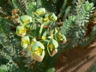 Euphorbia paralias L. [2/7]