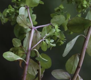 Euphorbia peplus L. [1/6]