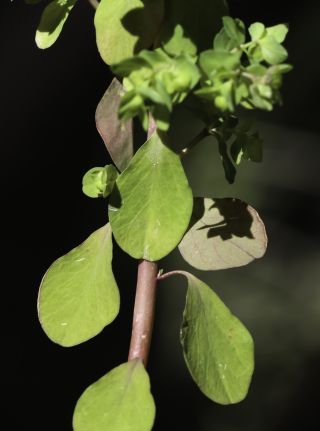 Euphorbia peplus L. [4/6]