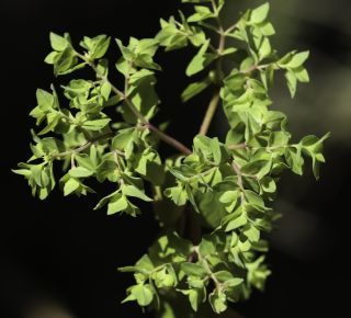 Euphorbia peplus L. [5/6]