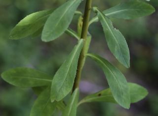 Euphorbia pterococca  Brot. [6/6]