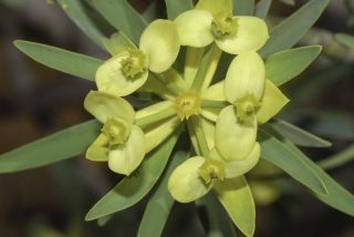 Euphorbia regis-jubae Webb & Berth. [11/19]