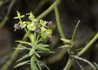 Euphorbia regis-jubae Webb & Berth. [18/19]