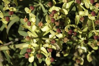 Euphorbia regis-jubae Webb & Berth. [13/19]