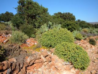 Euphorbia regis-jubae Webb & Berth. [5/19]