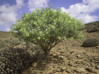 Euphorbia regis-jubae Webb & Berth. [12/19]