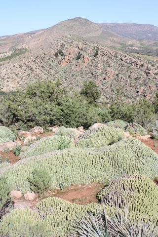 Euphorbia resinifera Berg. [5/13]