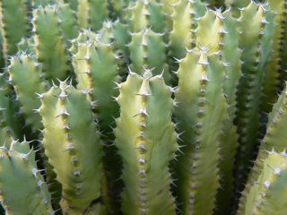 Euphorbia resinifera Berg. [3/13]