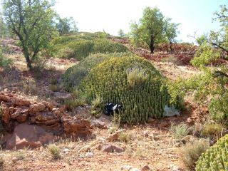 Euphorbia resinifera Berg. [8/13]