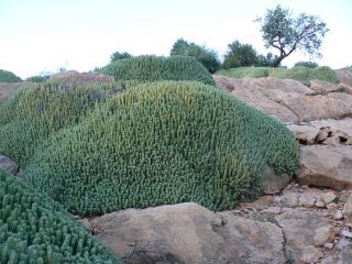 Euphorbia resinifera Berg. [10/13]