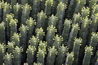 Euphorbia resinifera Berg. [1/13]