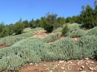 Euphorbia resinifera Berg. [9/13]