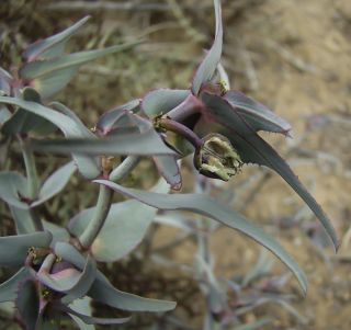Euphorbia retusa Forssk. [3/14]