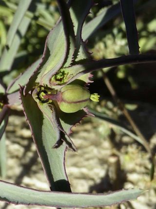 Euphorbia retusa Forssk. [12/14]