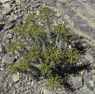 Euphorbia rigida M. Bieb. [1/7]