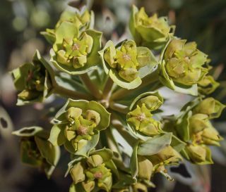 Euphorbia rigida M. Bieb. [3/7]