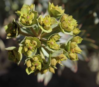 Euphorbia rigida M. Bieb. [6/7]