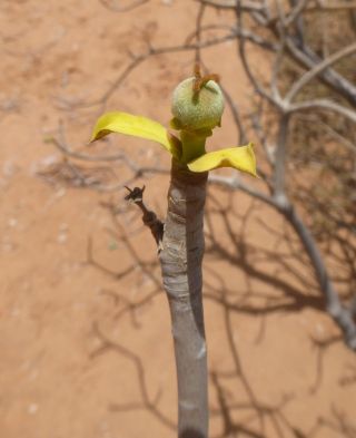 Euphorbia sepium N. E. Br. [4/13]