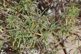 Euphorbia sepium N. E. Br. [7/13]